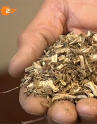 ZDK Kemifabrik Plante Engelsk