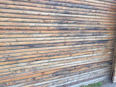 Skimmelsvamp og blåsplint